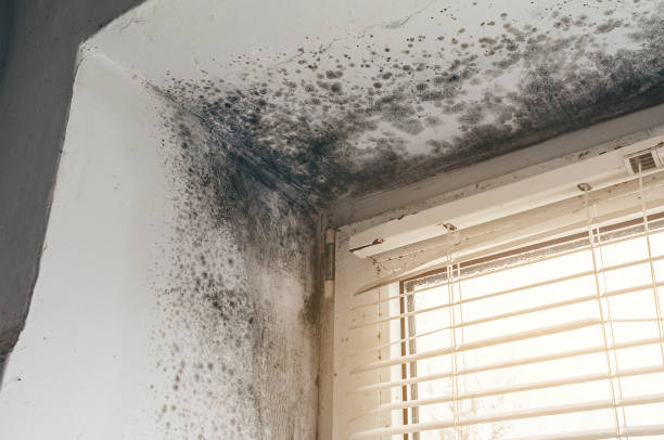 Affordable Mold Remediation solutions in Angier, NC